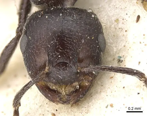 Crematogaster peringueyi - CASENT0902101