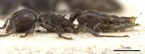 Crematogaster peringueyi - CASENT0902101