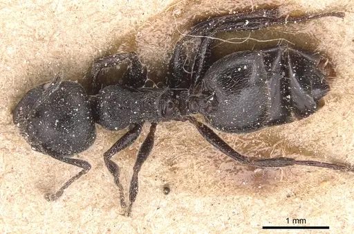 Crematogaster peringueyi - CASENT0904505