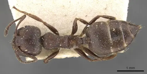 Crematogaster peringueyi - CASENT0908548