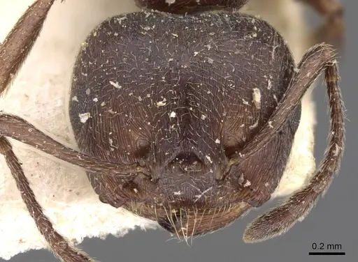 Crematogaster peringueyi - CASENT0908548