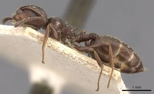 Crematogaster peringueyi - CASENT0908548