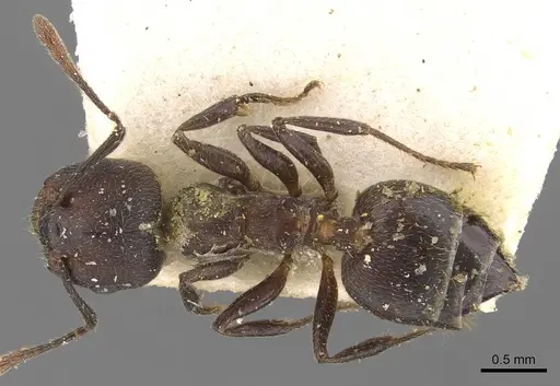 Crematogaster peringueyi - CASENT0908550
