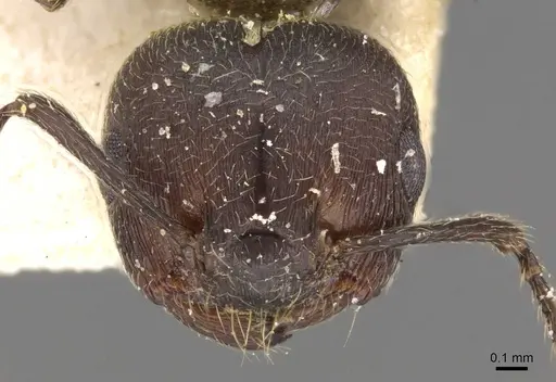 Crematogaster peringueyi - CASENT0908550