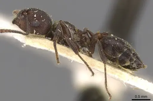 Crematogaster peringueyi - CASENT0908550