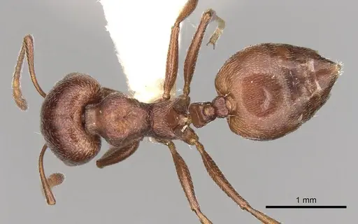 Crematogaster peringueyi - CASENT0914293