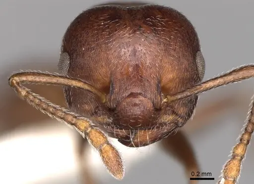 Crematogaster peringueyi - CASENT0914293