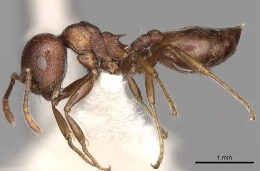 Crematogaster peringueyi - CASENT0914293