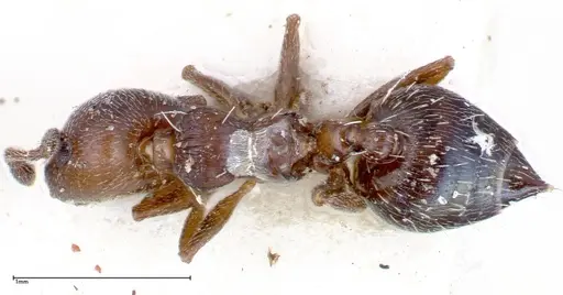 Crematogaster peristerica specimen