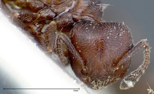 Crematogaster peristerica specimen