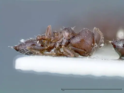 Crematogaster peristerica specimen