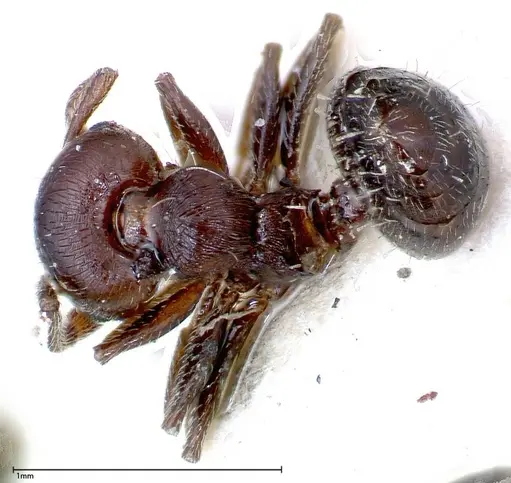 Crematogaster peristerica - FOCOL0251-2