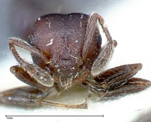 Crematogaster peristerica - FOCOL0251-2