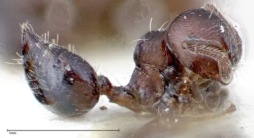 Crematogaster peristerica - FOCOL0251-2