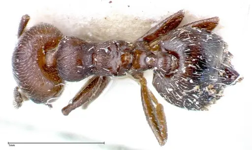 Crematogaster peristerica - FOCOL0251-3
