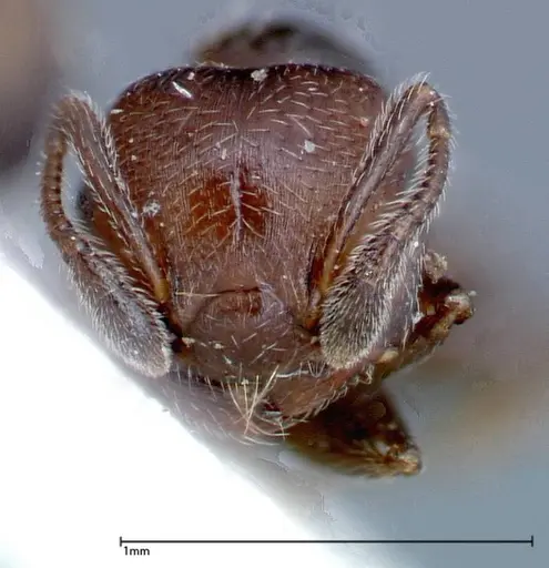 Crematogaster peristerica - FOCOL0251-3