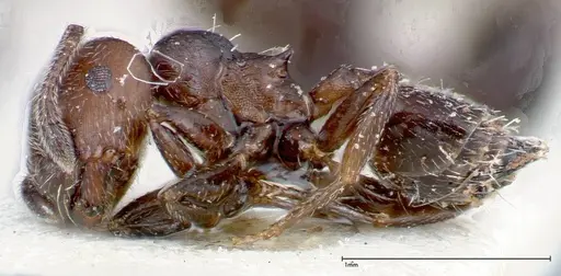Crematogaster peristerica - FOCOL0251-3