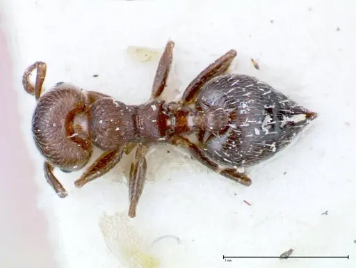 Crematogaster peristerica - FOCOL0251-4
