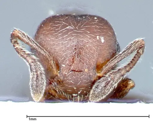 Crematogaster peristerica - FOCOL0251-4