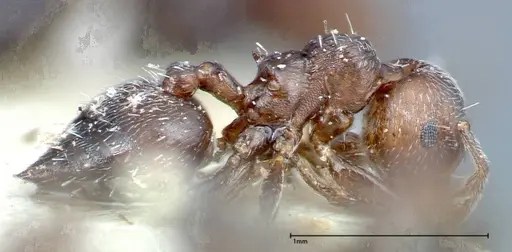 Crematogaster peristerica - FOCOL0251-4