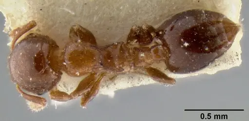 Crematogaster petiolidens specimen