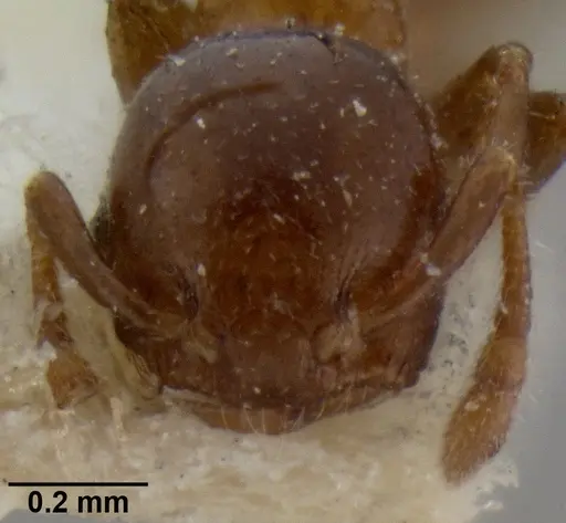 Crematogaster petiolidens specimen