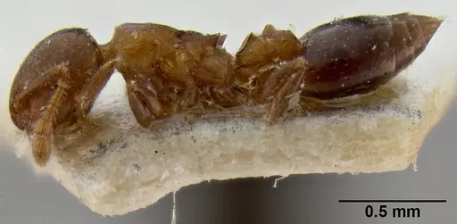 Crematogaster petiolidens specimen