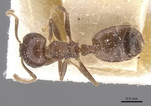 Crematogaster phoenica specimen