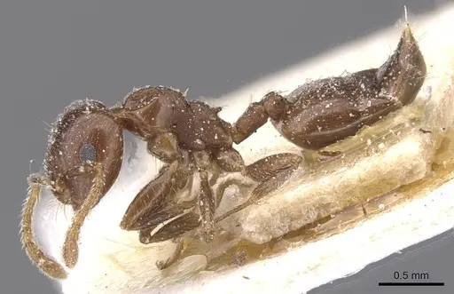Crematogaster phoenica specimen