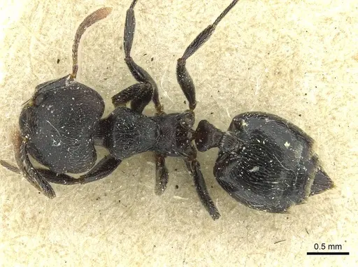 Crematogaster phoenix specimen