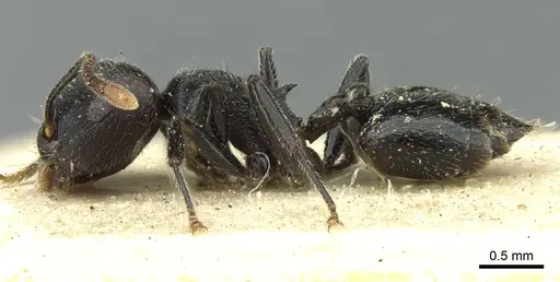 Crematogaster phoenix specimen
