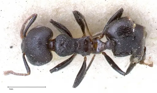 Crematogaster phoenix - FOCOL0423