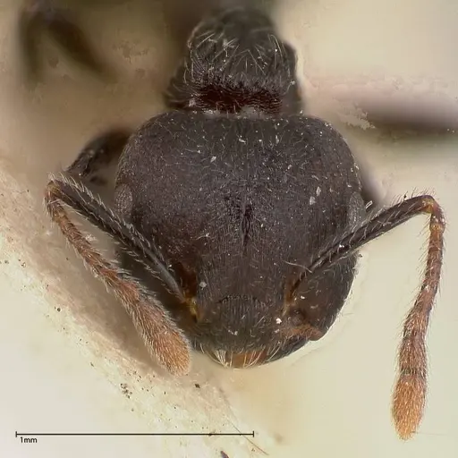 Crematogaster phoenix - FOCOL0423