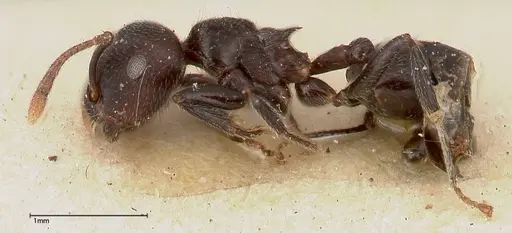 Crematogaster phoenix - FOCOL0423