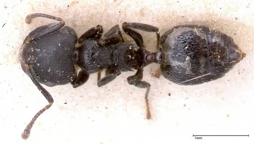 Crematogaster phoenix - FOCOL0424