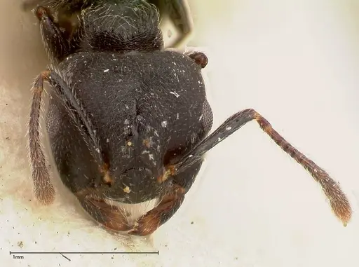 Crematogaster phoenix - FOCOL0424