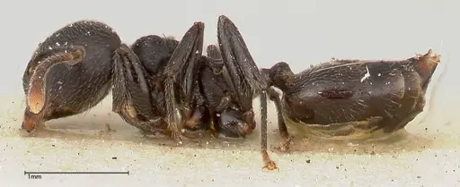 Crematogaster phoenix - FOCOL0424