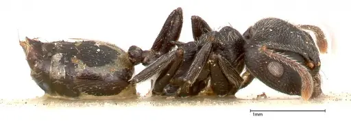 Crematogaster phoenix - FOCOL0424