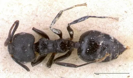 Crematogaster phoenix - FOCOL0425