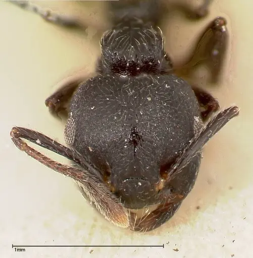Crematogaster phoenix - FOCOL0425