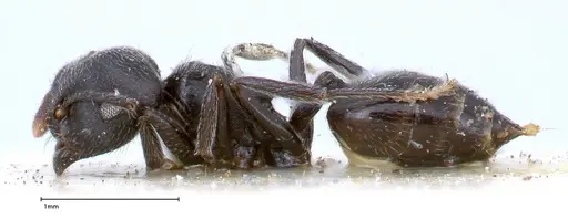 Crematogaster phoenix - FOCOL0425