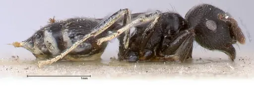 Crematogaster phoenix - FOCOL0425