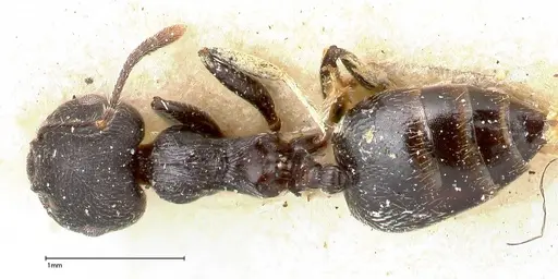 Crematogaster phoenix - FOCOL0426