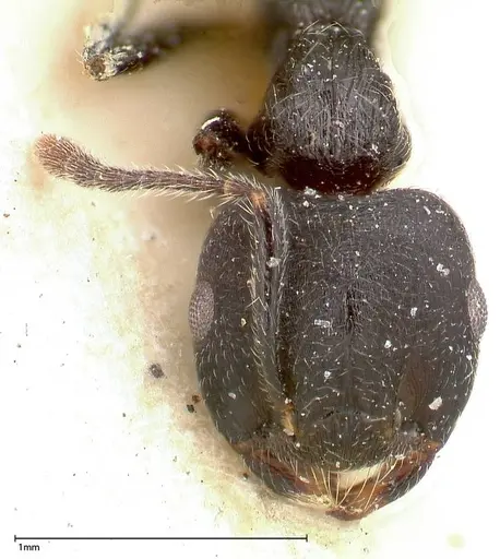 Crematogaster phoenix - FOCOL0426
