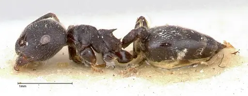 Crematogaster phoenix - FOCOL0426