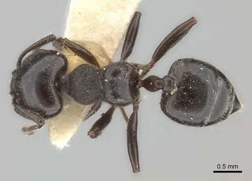Crematogaster physothorax specimen