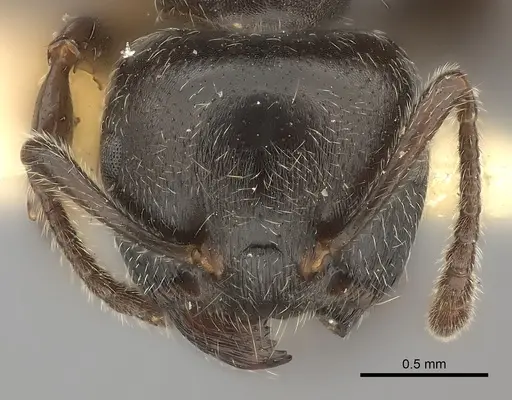 Crematogaster physothorax specimen