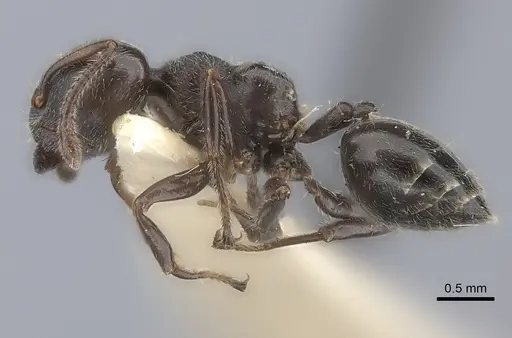 Crematogaster physothorax specimen