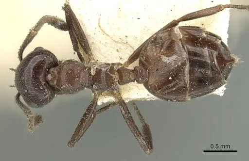 Crematogaster pia specimen