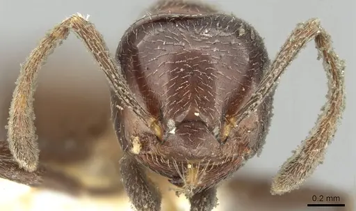 Crematogaster pia specimen